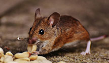 24 Hour & Emergency Exterminators in Kingston, RI